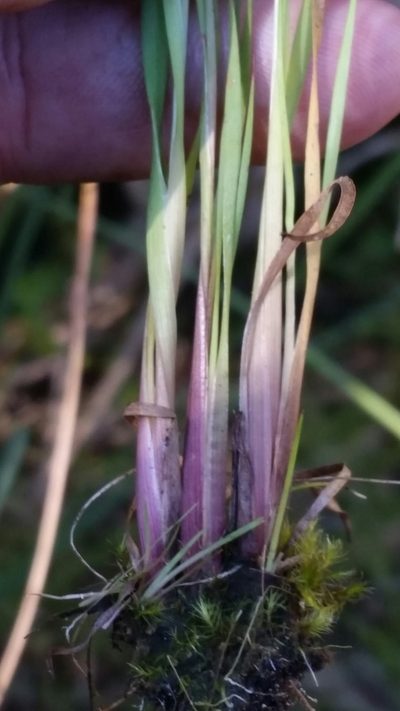 Xyris calcicola, photographed by Jay Horn