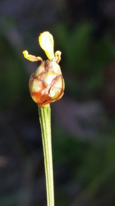 Xyris calcicola, photographed by Jay Horn