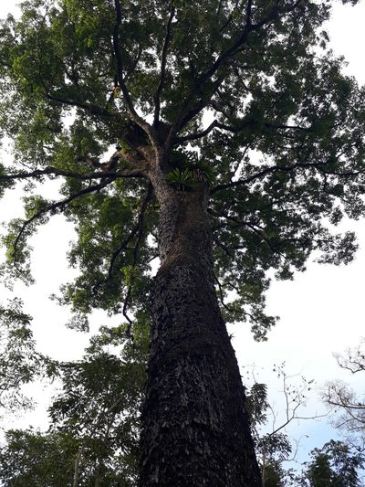 Caryocar amygdaliferum, photographed by Angelica María Batista Morales