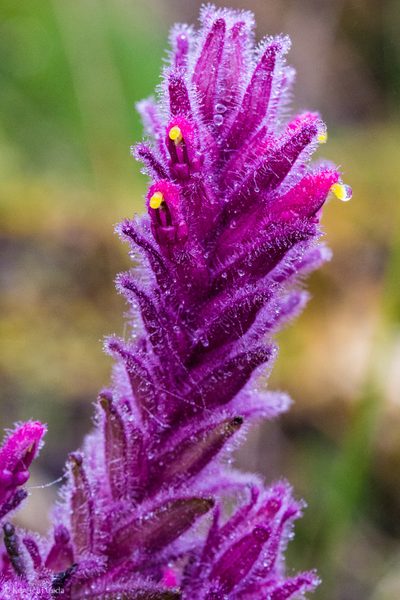 Neobartsia laniflora, photographed by Ken-ichi Ueda