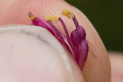 Neobartsia laniflora, photographed by Ken-ichi Ueda