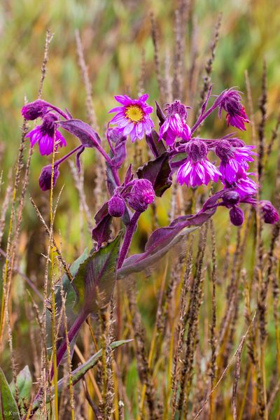 Senecio formosoides, photographed by Ken-ichi Ueda