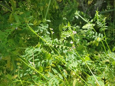 Vicia disperma, photographed by John Barkla