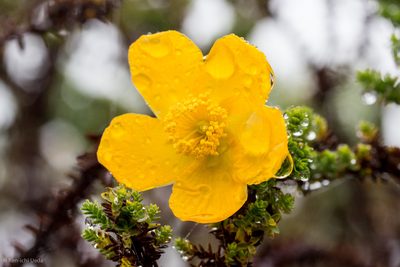 Hypericum goyanesii, photographed by Ken-ichi Ueda