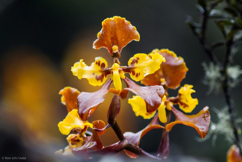 Cyrtochilum tetracopis, photographed by Ken-ichi Ueda