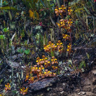 Cyrtochilum tetracopis, photographed by Ken-ichi Ueda