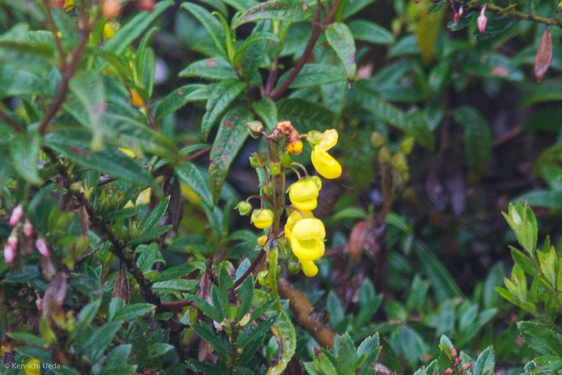 Calceolaria microbefaria, photographed by Ken-ichi Ueda