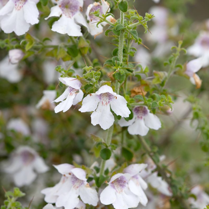 Prostanthera arapilensis, photographed by Kym Nicolson
