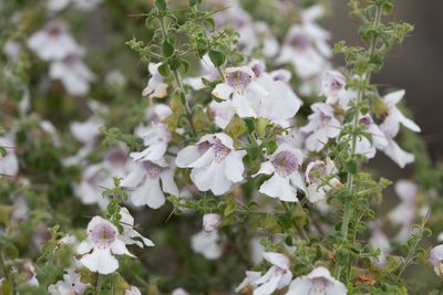 Prostanthera arapilensis, photographed by Kym Nicolson