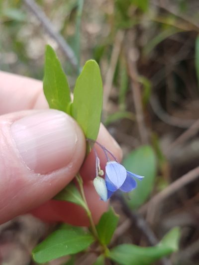 Billardiera heterophylla, photographed by Vale Jenny Conolly