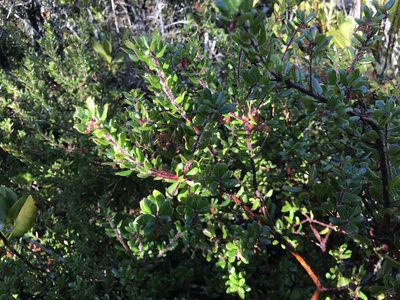 Arctostaphylos nummularia, photographed by Dario Taraborelli