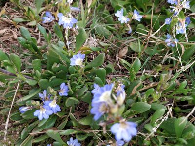 Scaevola calendulacea, photographed by Will Cornwell
