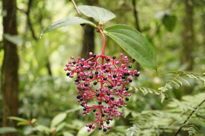 Medinilla speciosa, photographed by Tim