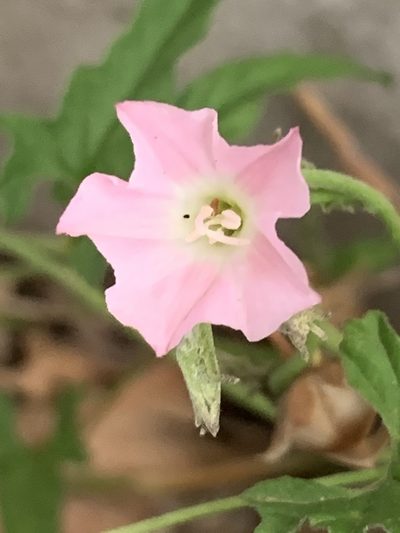 Convolvulus erubescens, photographed by Guy Taseski