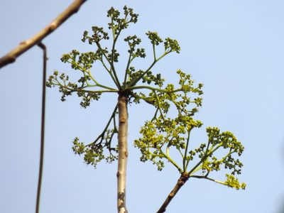Gyrocarpus jatrophifolius, photographed by Francisco Farriols Sarabia