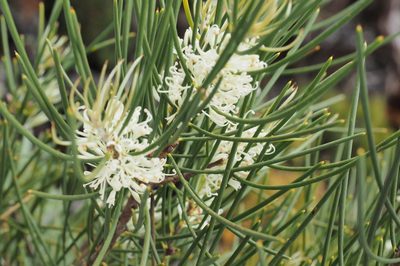 Hakea lissosperma, photographed by Jesse de Vries