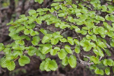 Nothofagus gunnii, photographed by Jesse de Vries