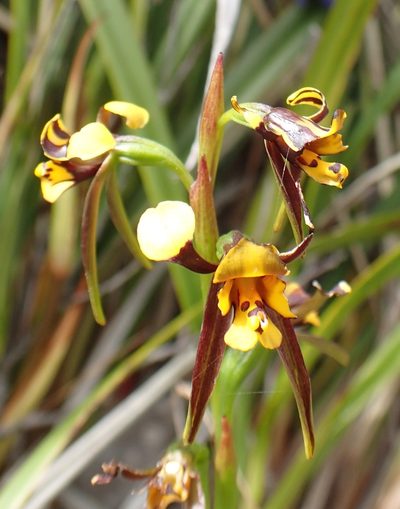 Diuris palustris, photographed by corunastylis