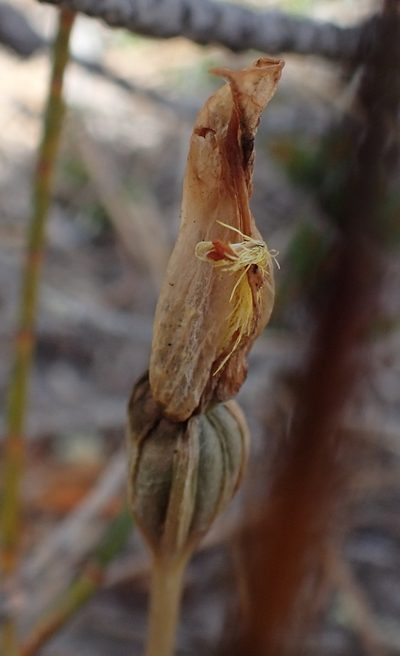Pterostylis tasmanica, photographed by corunastylis