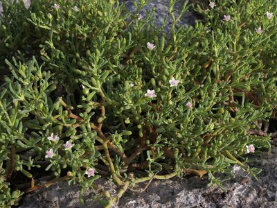 Sesuvium edmonstonei, photographed by Jim Morefield