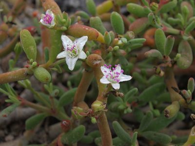 Sesuvium edmonstonei, photographed by Jim Morefield