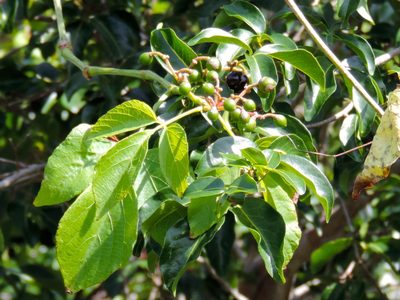 Cissus microcarpa, photographed by Francisco Farriols Sarabia