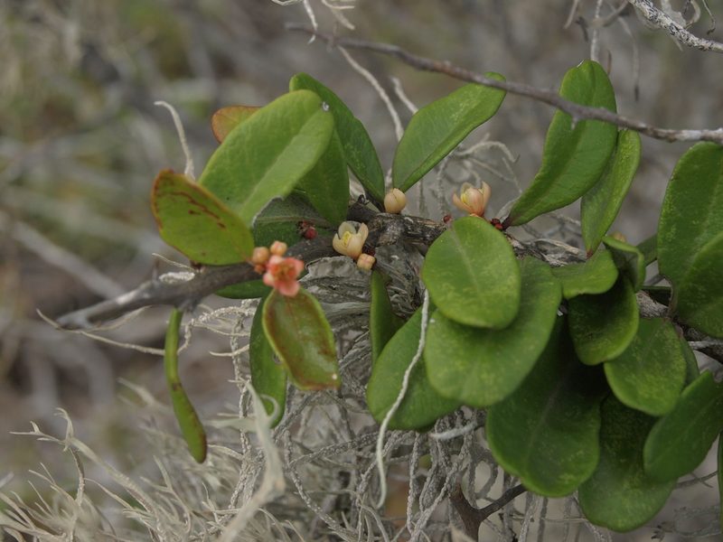 Castela galapageia, photographed by Jim Morefield