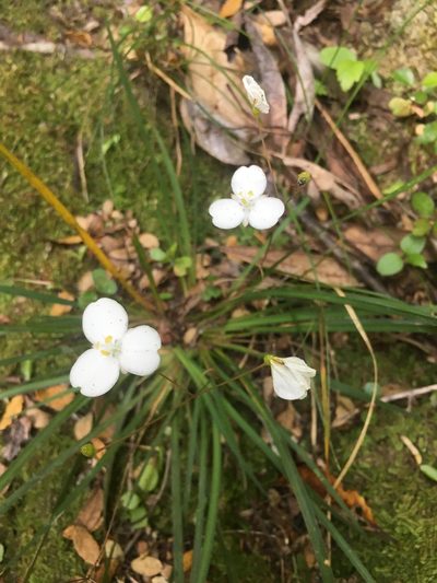 Libertia edgariae, photographed by Tim Park