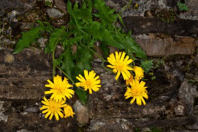 Hieracium humile, photographed by Drepanostoma