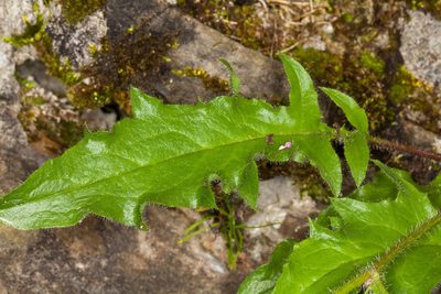 Hieracium humile, photographed by Drepanostoma