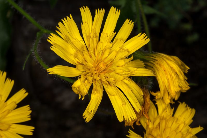 Hieracium humile, photographed by Drepanostoma