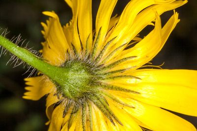Hieracium humile, photographed by Drepanostoma