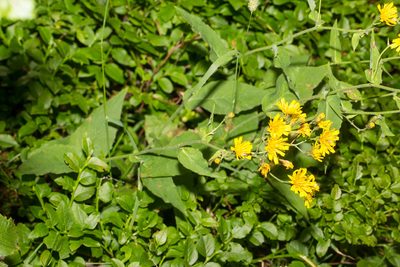 Hieracium prenanthoides, photographed by Drepanostoma