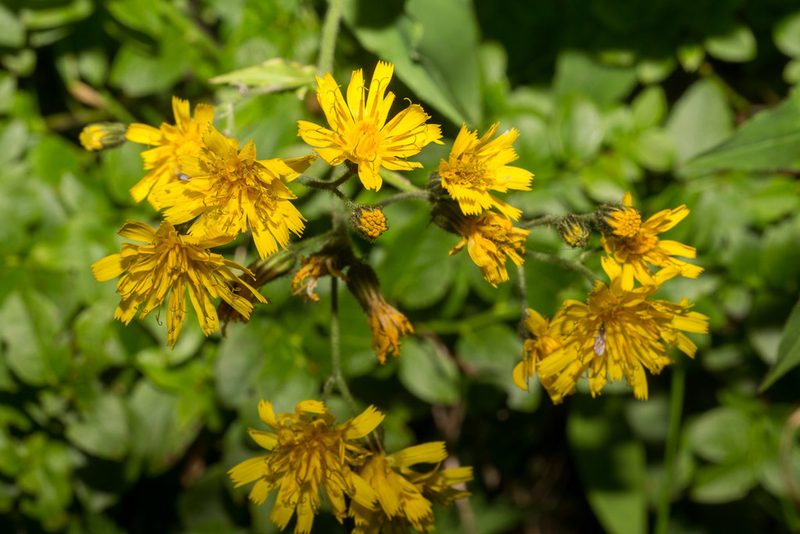 Hieracium prenanthoides, photographed by Drepanostoma