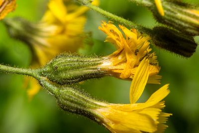 Hieracium prenanthoides, photographed by Drepanostoma