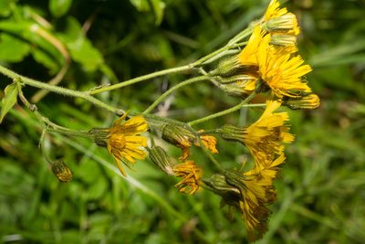 Hieracium prenanthoides, photographed by Drepanostoma