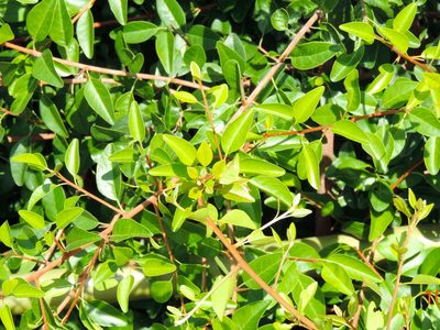 Erythroxylum mexicanum, photographed by Francisco Farriols Sarabia