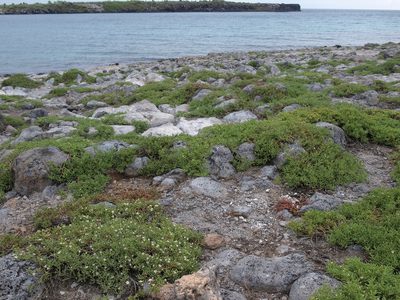 Sesuvium edmonstonei, photographed by Jim Morefield