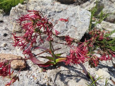Codonorhiza micrantha, photographed by linkie