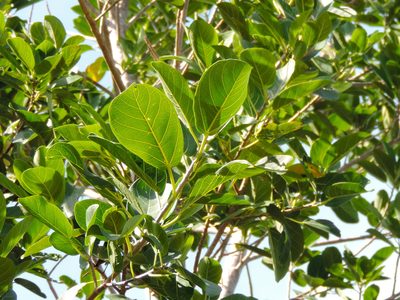 Ficus cotinifolia, photographed by Francisco Farriols Sarabia