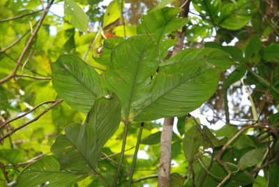 Philodendron tripartitum, photographed by Quentin Groom