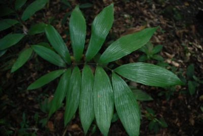 Zamia neurophyllidia, photographed by Quentin Groom