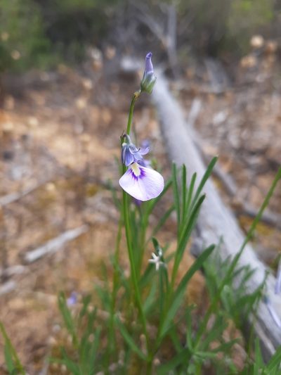 Pigea calycina, photographed by T. Hammer