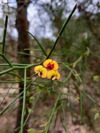 Daviesia divaricata, photographed by T. Hammer