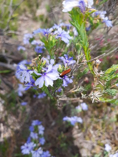 Leschenaultia floribunda, photographed by T. Hammer