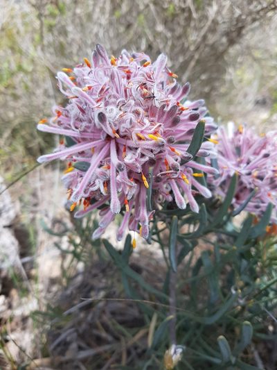 Petrophile linearis, photographed by T. Hammer