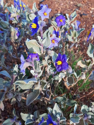 Solanum lasiophyllum, photographed by T. Hammer