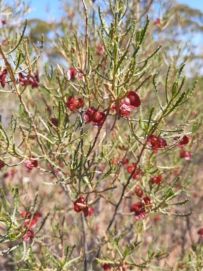 Dodonaea lobulata, photographed by T. Hammer