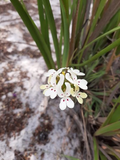 Stylidium crossocephalum, photographed by T. Hammer