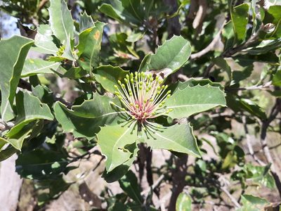Banksia ilicifolia, photographed by T. Hammer